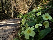 16 Primula vulgaris (Primula comune)